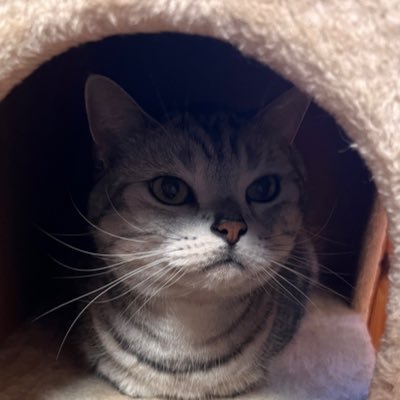 しいさんのプロフィール画像