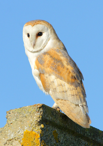 I have an interest in bird watching & wildlife photography & spend most days on the Sheppey marshes with my camera