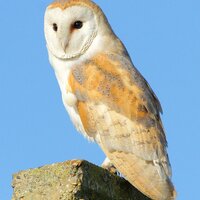 Phil(@SheppeyWildlife) 's Twitter Profile Photo