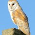 Phil (@sheppeywildlife) Twitter profile photo