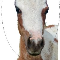 The Equine Semaphore Code(@EquineSemaphore) 's Twitter Profile Photo