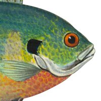 BlueGill (@bluegillalters) 's Twitter Profile Photo BlueGill (@bluegillalters) 's Twitter Profile Photo
