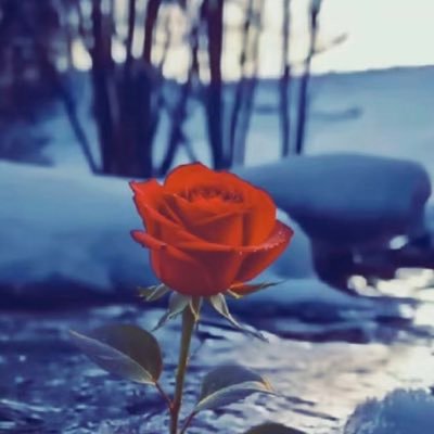 bofadi12's profile picture. من ابناء مدينة العيون