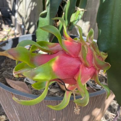 yardgirl365's profile picture. Avid backyard gardener. Grateful everyday for God’s blessings.