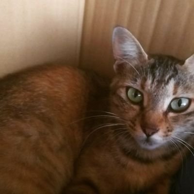 Ie3vu5yYm9j2WGq's profile picture. 最推しババババンビ白色担当小鳥遊るいちゃん🤍😌上原れもんちゃん🥺💙🍋　👸🐣💙　◯🥺🏀　10🐟❤　こ🐤🐱🧡　✨💛　　💗動物好き😚モンスト😺龍が如くオンラインBONDS元若頭からRelax若頭へ😝😲自己啓発本