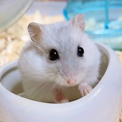 kibunya_hamster Profile Picture