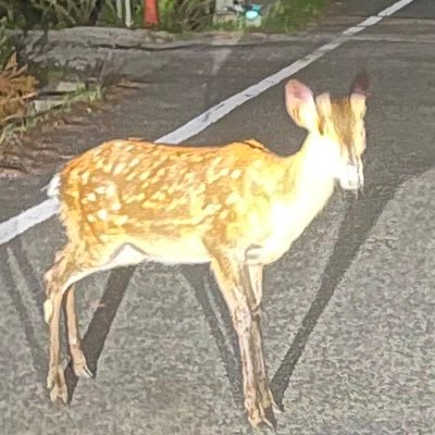 健康の為に趣味でボイトレを毎日やってます。たまに音源投稿してます。カラオケ/アンザッツ/フースラーメソッド/ホイッスルボイス/ctmu理論/マインドフルネス