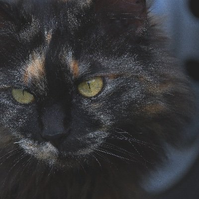 nikon_catflower Profile Picture