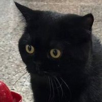 쿠 黒 (@dreaming_in_y0u) 's Twitter Profile