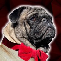 Bentley “Handstand Pug” Benjamin (@handstandpug) 's Twitter Profile
