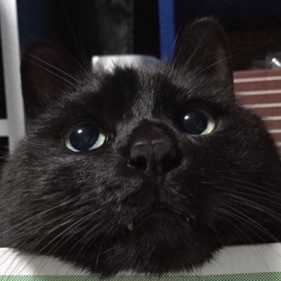 Miki41918416034's profile picture. 