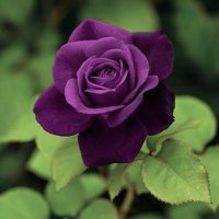 BeniAli⭐⭐🌙 🇵🇰 (@abbhiha) 's Twitter Profile Photo BeniAli⭐⭐🌙 🇵🇰 (@abbhiha) 's Twitter Profile Photo