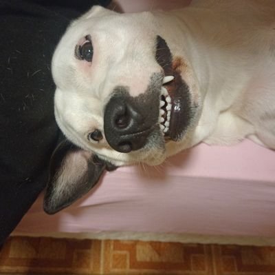 Perfil designado para reclamar de tudo e todos