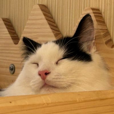 雪狐不是水壺さんのプロフィール画像