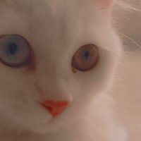 فاطمة (@sukoooni) 's Twitter Profile