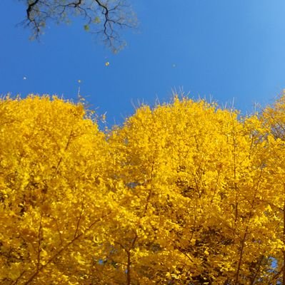 昭和後期生まれの女性です。 関心があることにいいねとリポストするくらいのアカウントですが嵐と相葉くんごとには想いが溢れぎみです。肖像権と著作権は守りたい。 副業系、H系のアカウントからのフォローはブロックさせて頂きます。(応援垢はこちらです→@mayu_1224_913)