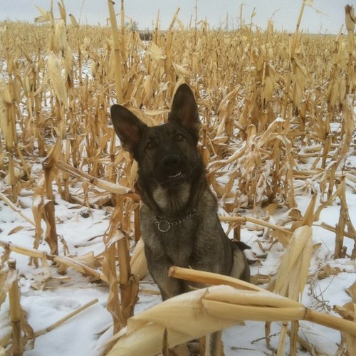 cromfarmer's profile picture. farmer, enjoys hunting, sledding and most outdoor activity's