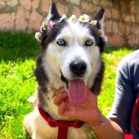 Atatürk (@pelonaaaaaaaaaa) Twitter profile photo