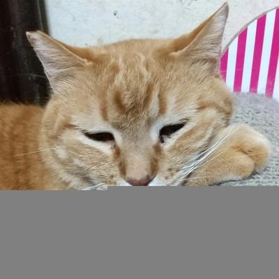 日本🇯🇵に生まれたことに感謝し日本🇯🇵を愛しています。
保護猫5匹と預り猫6匹の猫飼い。動物みんなの幸せを祈ります。
子供や孫はいないけど、次世代に豊かで強い日本を残したい七十代のおばあさんです。
2024年1月1日、日本保守党に入党しました。党員No.15×××2。無言フォロー失礼いたします。DM見ません。