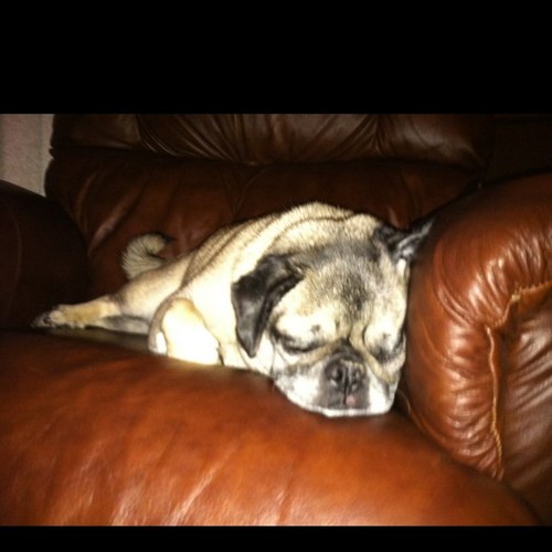 DadTheSavage's profile picture. Journeyman/Joker/Not a Smoker