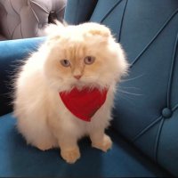 E.Can çağılcı (@alpagutpars) 's Twitter Profile