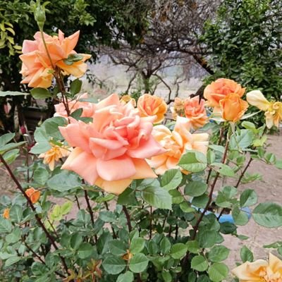 TolanoSarina's profile picture. 