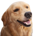 Dog (@dog_on_right) Twitter profile photo