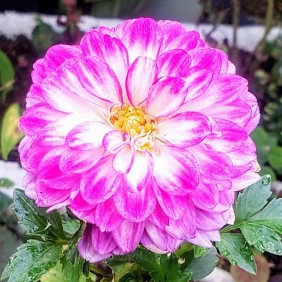 hosizora_hazuki's profile picture. 名前は蘭(ラン)です🦋癒しの苔や綺麗な写真を見れることに幸せを感じてます💕山野草🌱苔🍀苔テラリウム🌊海🌳自然との触れ合いが大好きです🥰色々と教えて頂けたら嬉しいです😊DMは見ていません🙈✉❌よろしくお願いします🥹