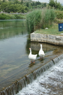 thediettips's profile picture. 