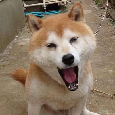 YWD36psxFvo6yva's profile picture. 機種変してログイン出来ず何度もアカウント作ってる愚か者です 宜しくお願いします🙇#自衛隊 #海上保安庁 #泉谷しげる #サザン #斎藤和義 #織田哲郎 #柴犬 #飛行機 #船 #挑戦 #日本製 #沖縄 #富士山 #筑波山 #森永卓郎 #バイク #2級小型船舶 #第1級海上特殊無線技士 #介護職 #六四天安門 #防災士