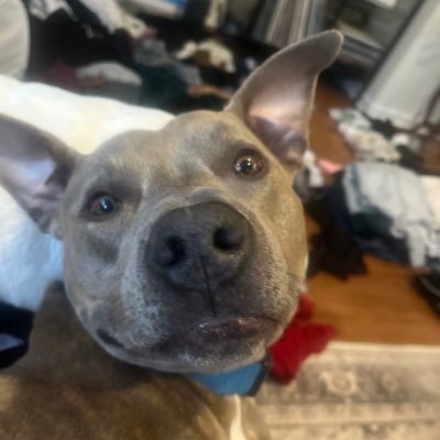 sagemarinade's profile picture. sour cream enthusiast