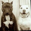 Maggie Moon - @enri_ketta - Twitter