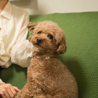 nanakoS1212's profile picture. きょうだい児→看護師