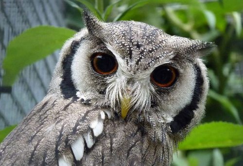 Kirkleatham Owl Centre is home to Owls, meerkats, porcupine & many species of beautiful birds. We do conservation, education & wildlife rehabilitation work.