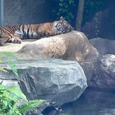 奈良の魚屋 魚虎 うおとらのRP（RT）専用アカウントです🐟🐅気になったことや宣伝したい事などをリポストします 本垢は@uotora2024←毎日のお魚情報などはコチラから