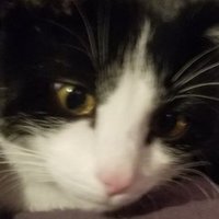 Delca (@delcathekitten) 's Twitter Profile
