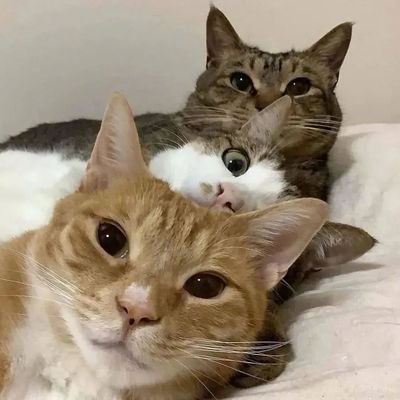 Caesar211701's profile picture. 