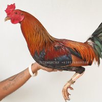 sipiljen (@sipiljen17141) 's Twitter Profile