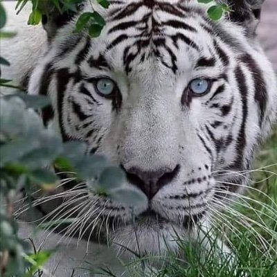TLC6191's profile picture. American patriot and Jesus lover......May the Lord bless and heal our country.  MAGA.......I BLOCK ALL DM'S