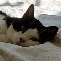 Nao (@nshindom) 's Twitter Profile