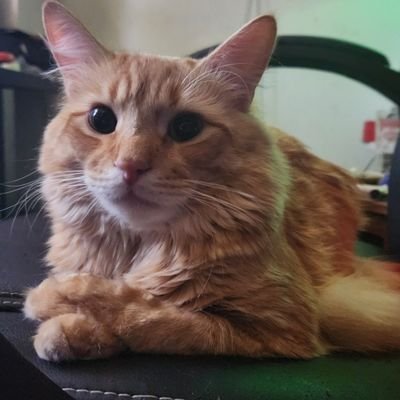 BettyFaePWO's profile picture. Poncho world order. An orange cat that watches https://t.co/ZukzNILZL4