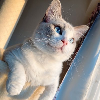 violet_ragdoll Profile Picture