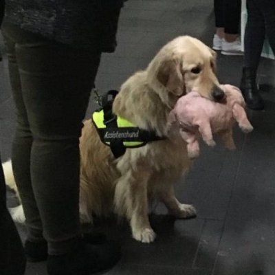 Comparto cosas vos fijate si te gustan, la verdad que no me importa.
Los perritos feitos dominan el amor, el diseño en la vida. 
Antes todo esto era monte