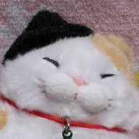 カメリア🌸 (@sasanqua0406) 's Twitter Profile