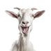 Goat Boy (@goat_boy11) Twitter profile photo Goat Boy (@goat_boy11) Twitter profile photo