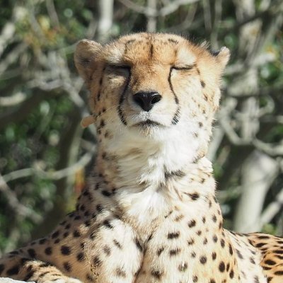 亀田かつおぶし🐍月の2020年組🌙
いつき組園芸部🍉短歌も俳句も党🌹
くじら雲句会🐳ちょっぱや投句党🐢
立秋の風はみづいろ能登の海
花追うて旅の終はりの五稜郭
水仙に生まれて海を見て居りぬ
アイコンは隻眼のチータ(写真提供:ぐさん)