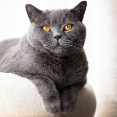 litea33's profile picture. 친구해요