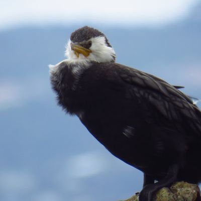Masters student - Te Herenga Waka (VUW) | BSc Ecology & Biodiversity, Science Communication |
My thoughts are silly. My views are my own. My opinions are woke.