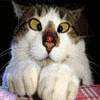 Borsa takibi/ kedi resim ve videoları...
Dealing Stocks,futures,options/
Cat pics and videos...