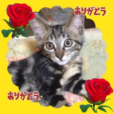 2015年7月保護猫だったミー太を家族に💞2021/2月急性腎不全発症 9/22・6歳7ヶ月 静脈点滴中に急変..お空に🌈 こんな日が来るとは..皮下注射毎日頑張ったね💐助けられなくてごめんね...ずっと一緒💞皆んなミー太の分まで、いっぱいいっぱい元気でね💐リプには返信しましょう💐